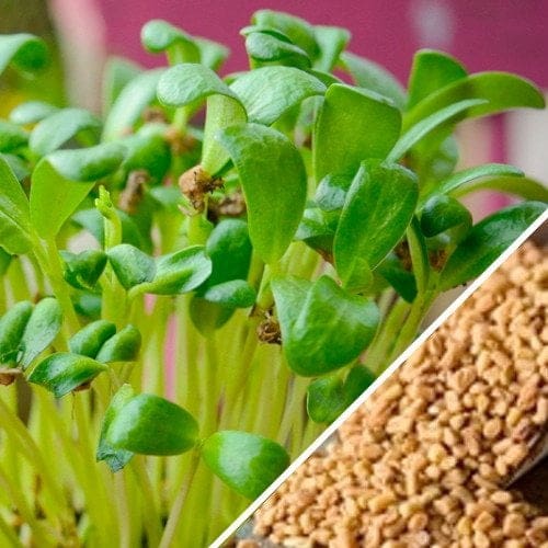 Fenugreek - TheRecipe.Website