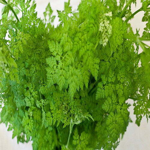 Chervil - TheRecipe.Website