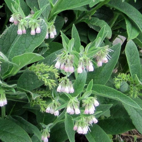 Comfrey - TheRecipe.Website