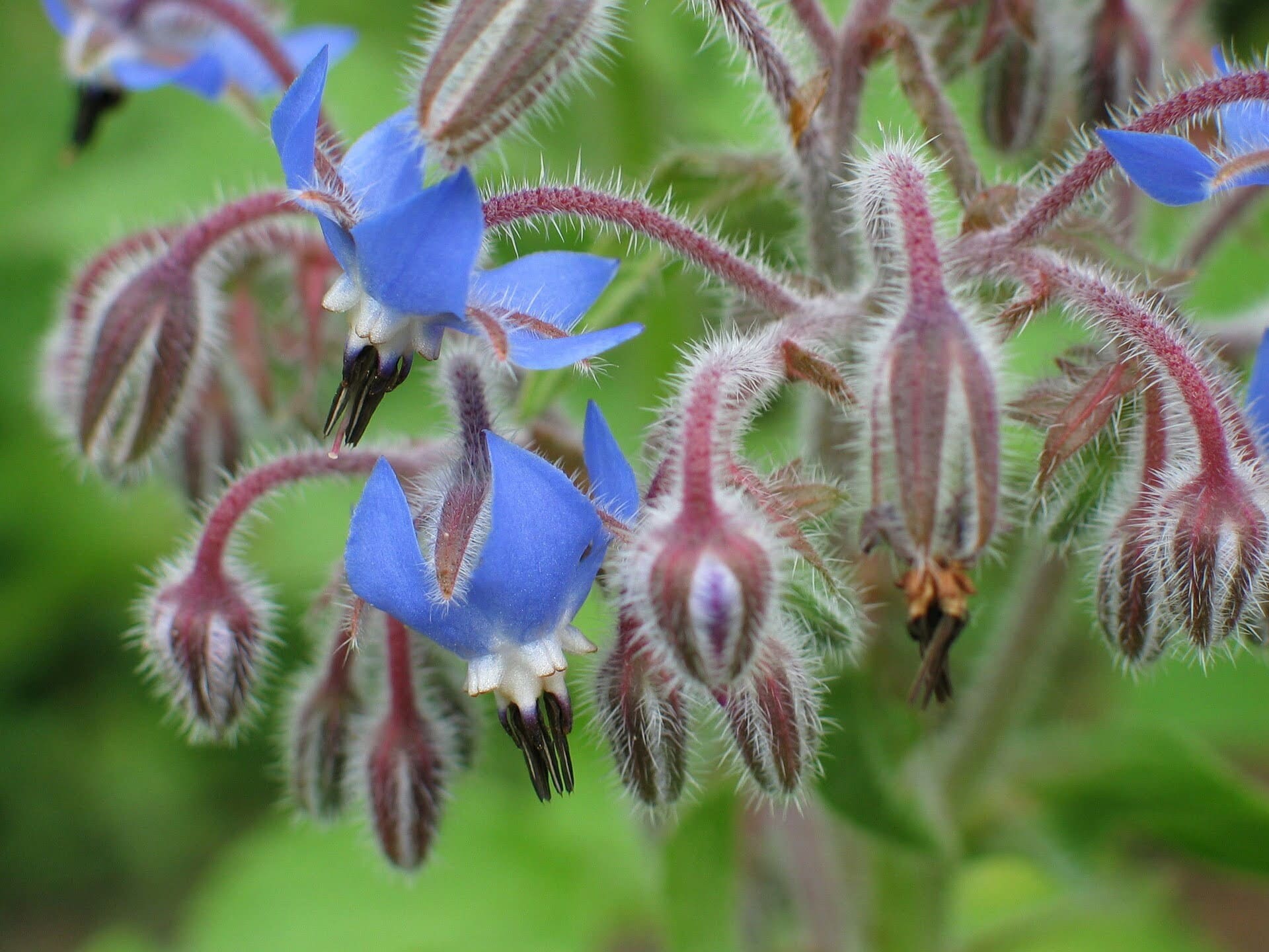 Borage - TheRecipe.Website