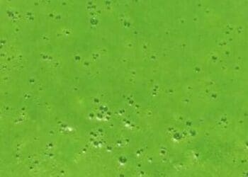 Cold Split Pea Soup with Mint - TheRecipe.Website