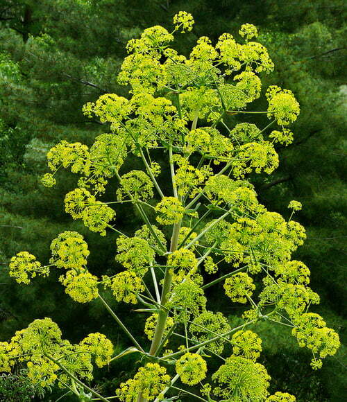 Asafoetida - TheRecipe.Website