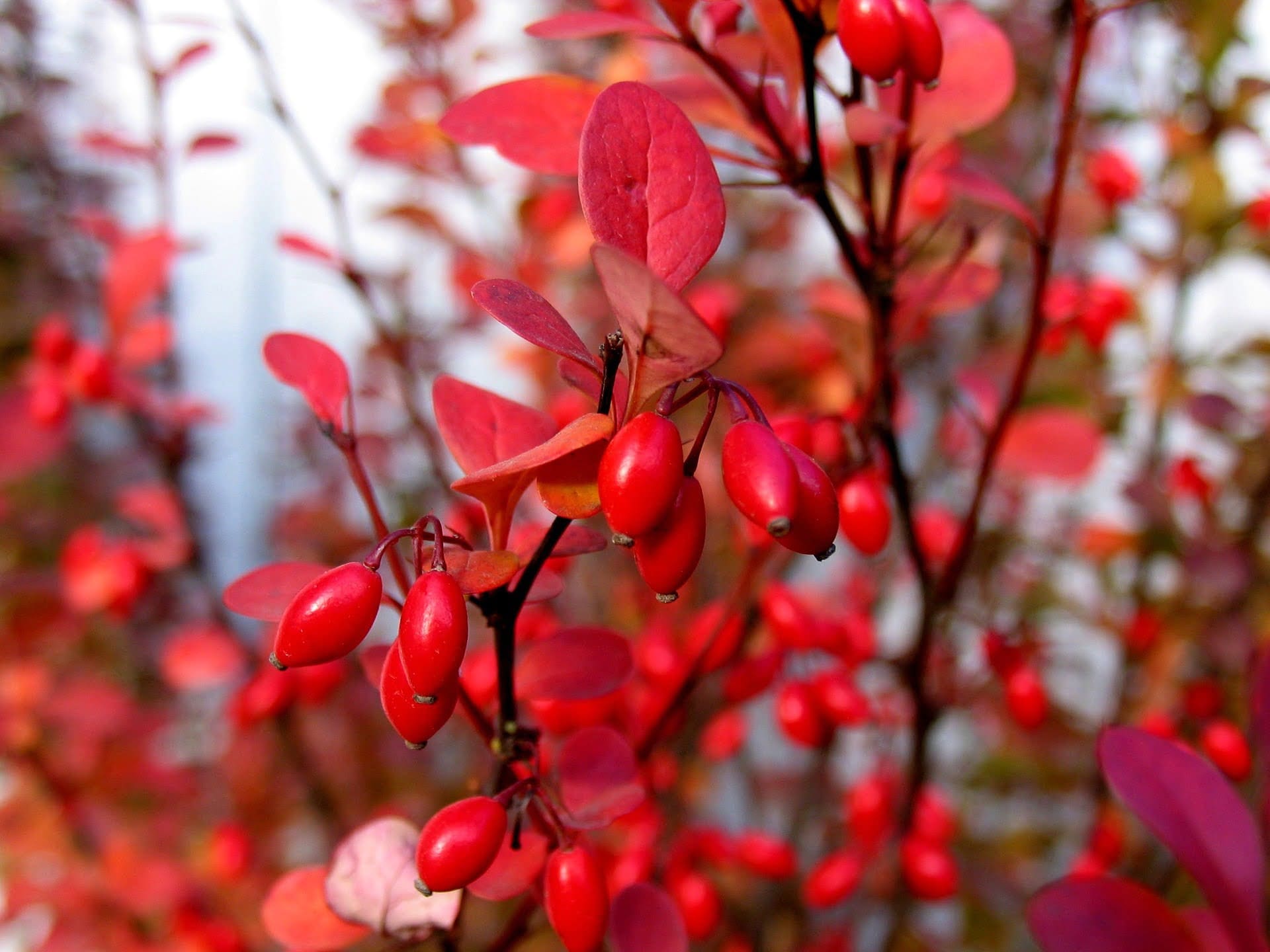 Barberry - TheRecipe.Website