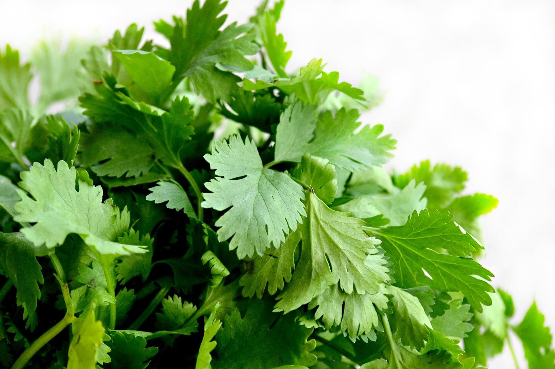 Cilantro - TheRecipe.Website