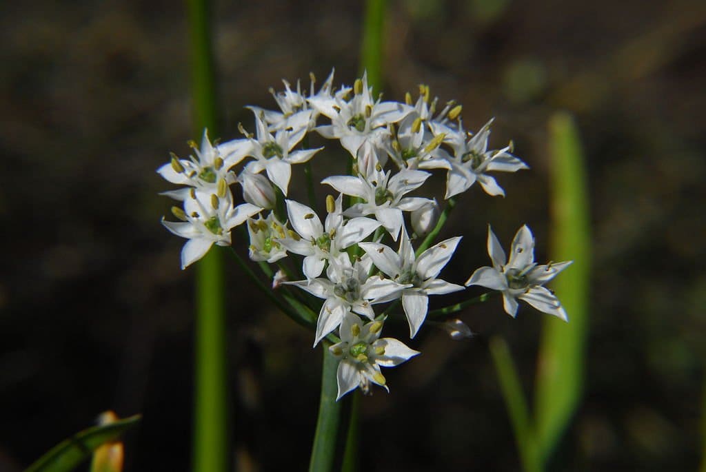 Garlic Chives - TheRecipe.Website