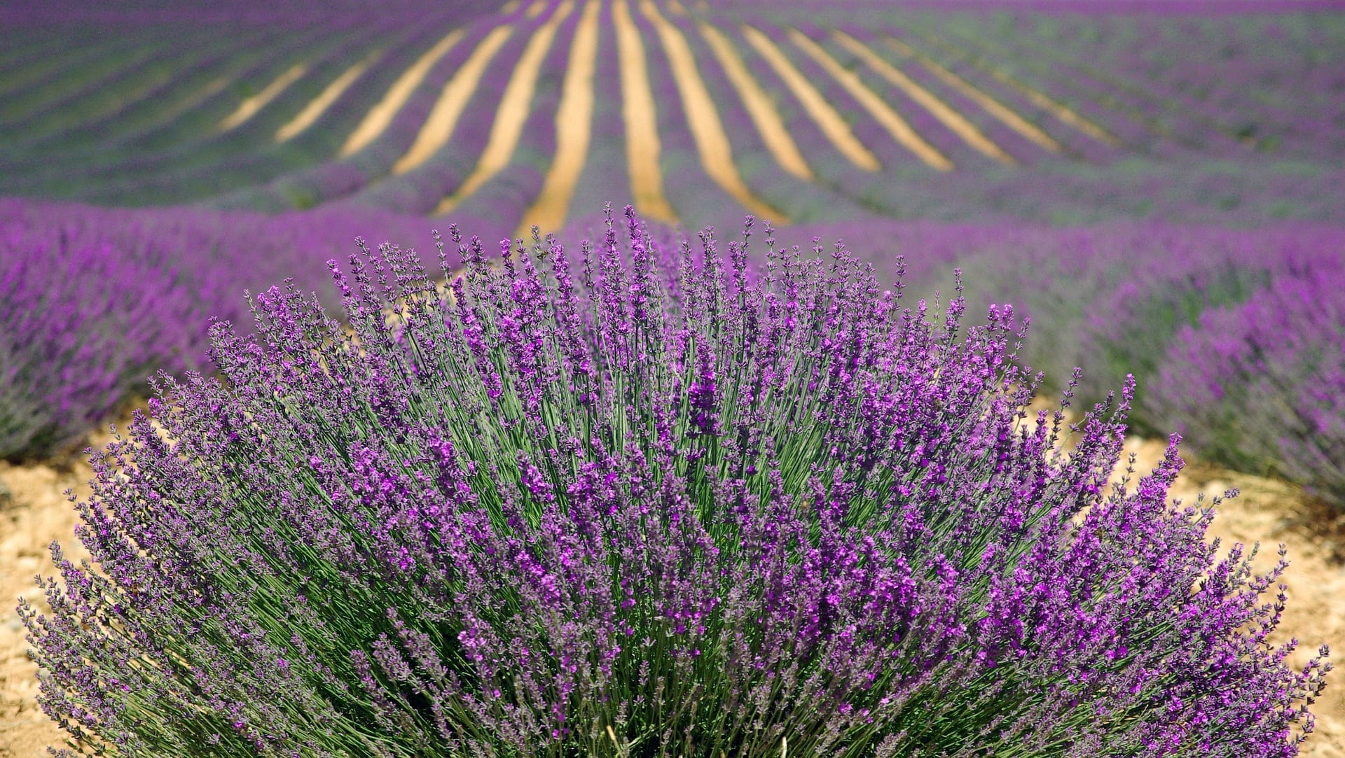 Lavender - TheRecipe.Website