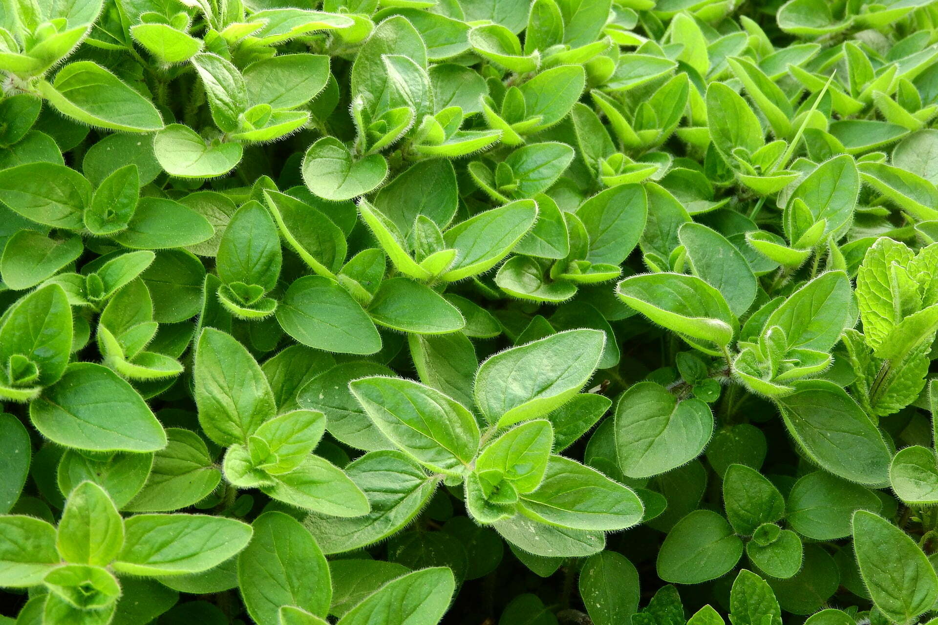 Marjoram - TheRecipe.Website