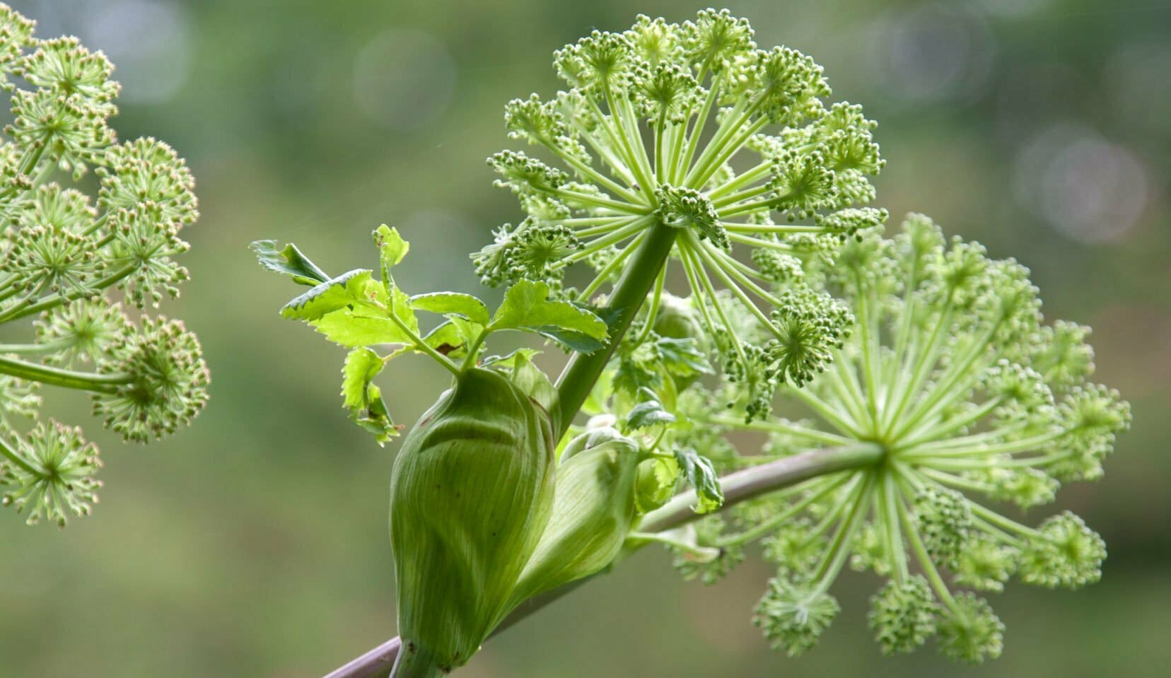 Angelica - TheRecipe.Website