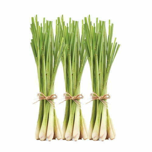 Lemon Grass - TheRecipe.Website