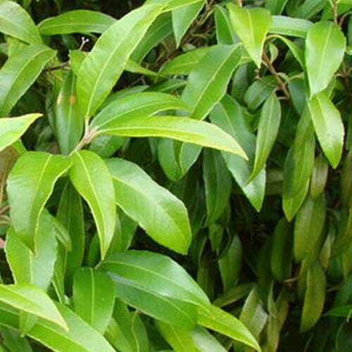 Myrtle - TheRecipe.Website