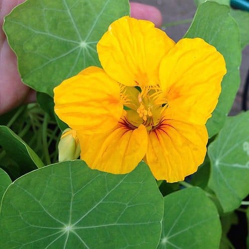 Nasturtium - TheRecipe.Website