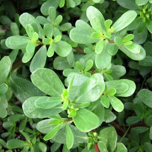 Purslane - TheRecipe.Website