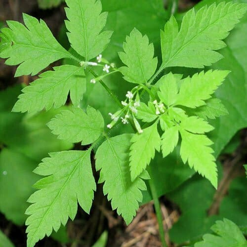 sweet cicely - therecipe.website