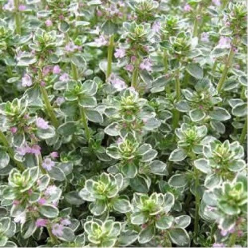 Thyme - TheRecipe.Website