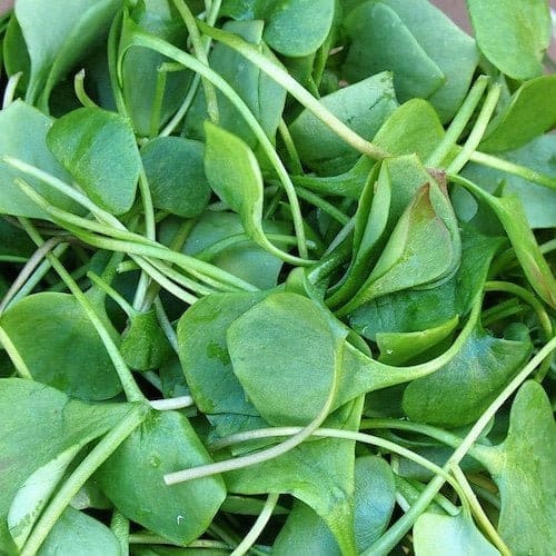 Watercress - TheRecipe.Website