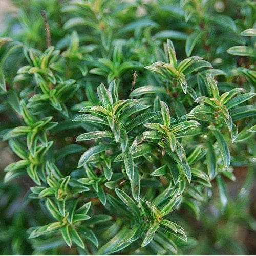 Winter Savory - TheRecipe.Website