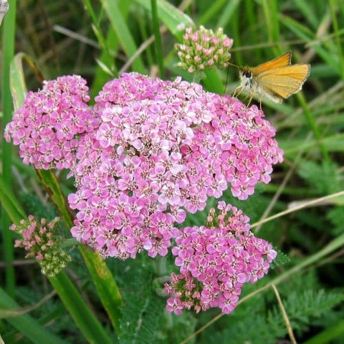 yarrow - therecipe.website