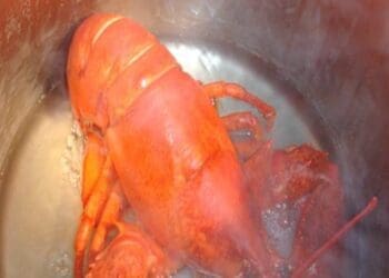 Steamed Lobster Recipe - TheRecipe.Website