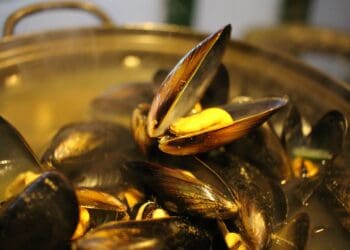 Cider Mussels Recipe - TheRecipe.Website